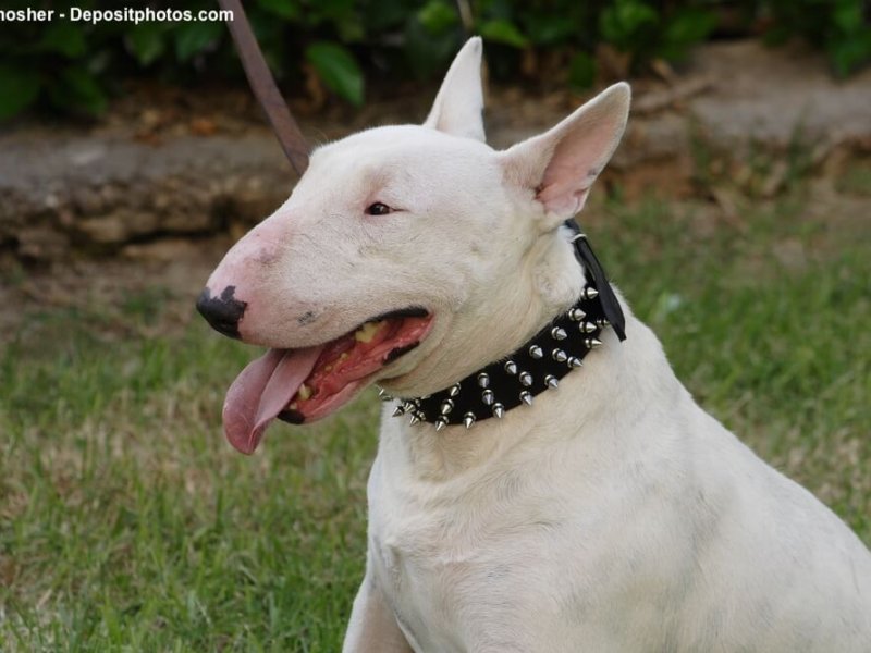 Portrait eines Bullterrier