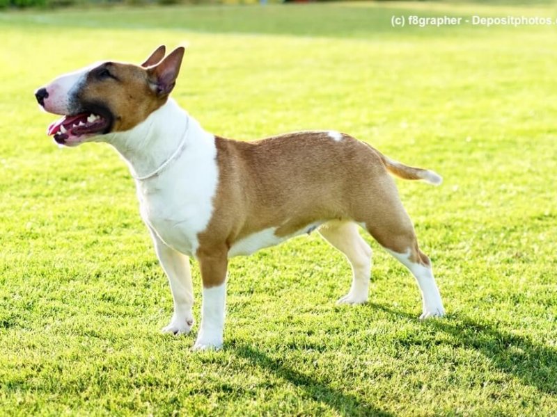 Bullterrier Steckbrief