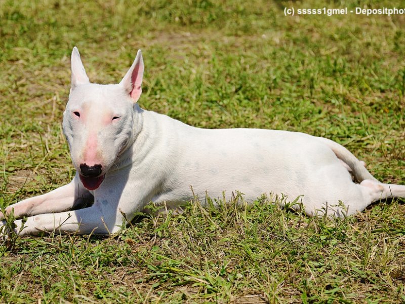 Weißer Bullterrier