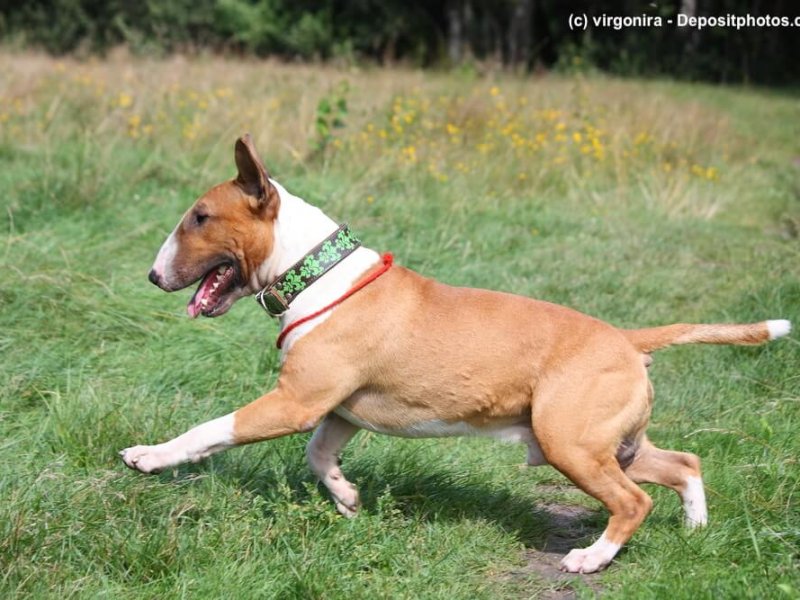 Rot-weißer Bullterrier