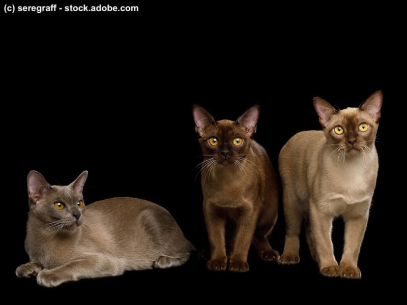 Brown burma cats isolated on black background