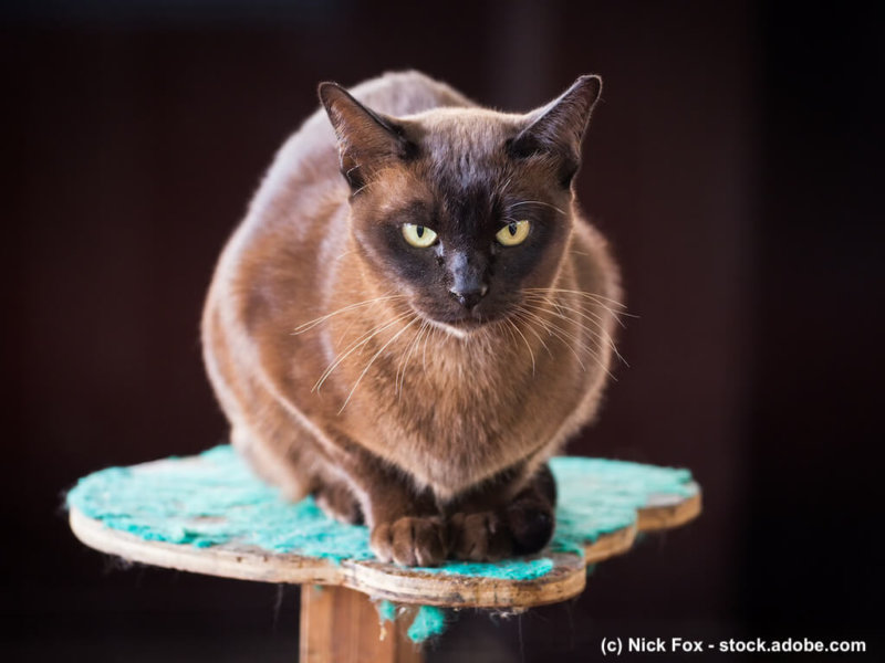 Black Burmese cat