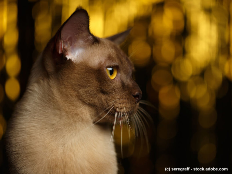 Closeup portrait Burmese Cat on happy new year background
