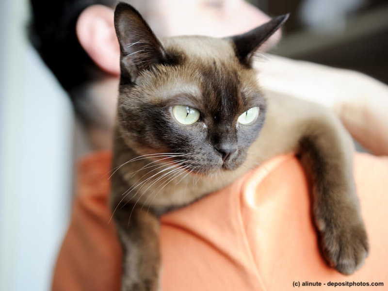 Man carrying burmese cat on his shoulder