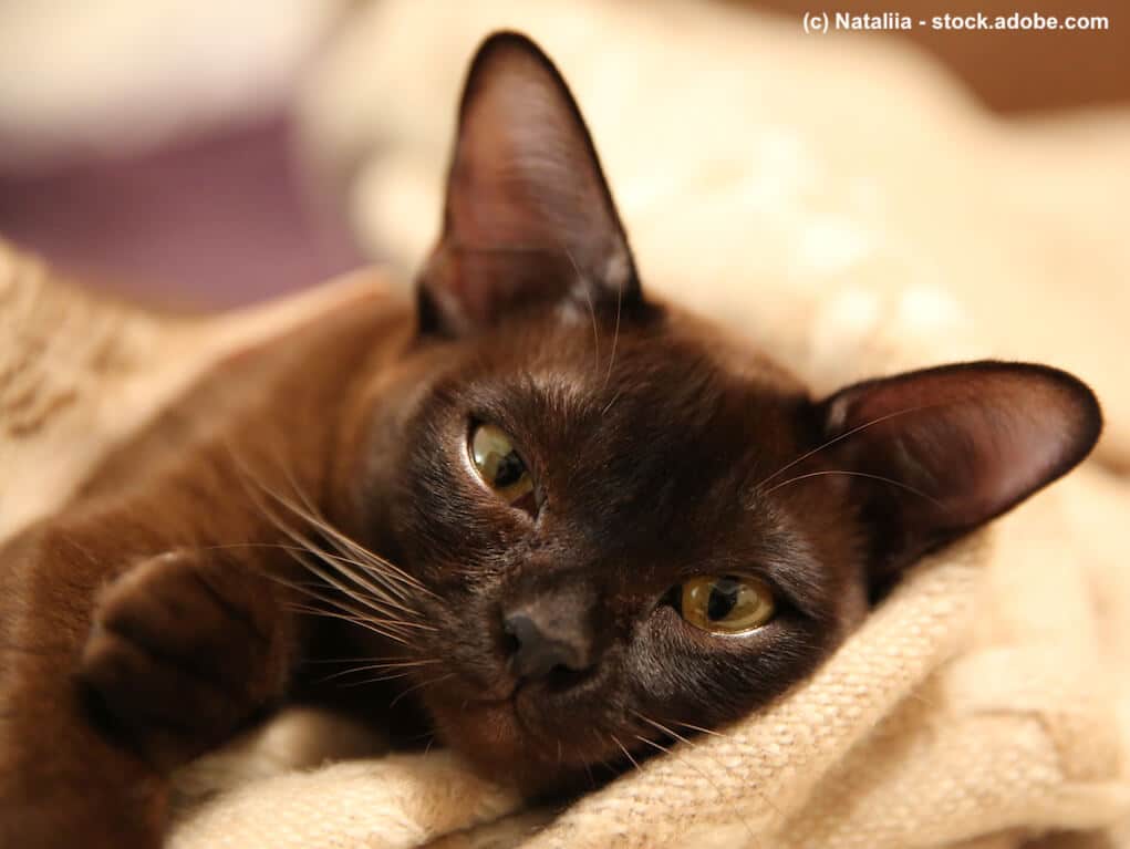 Burma Katze verkuschelt