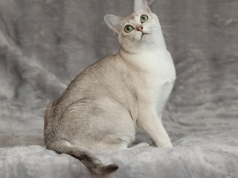 Burmilla Katze weiß/ blau