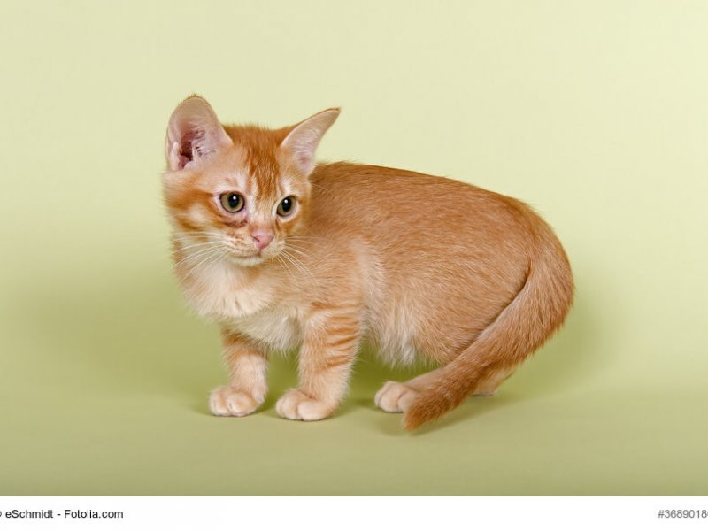 Burmilla Katzenkind