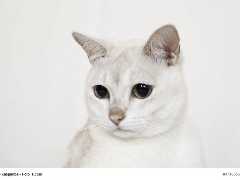 Burmilla Katze weiß in Nahaufnahme