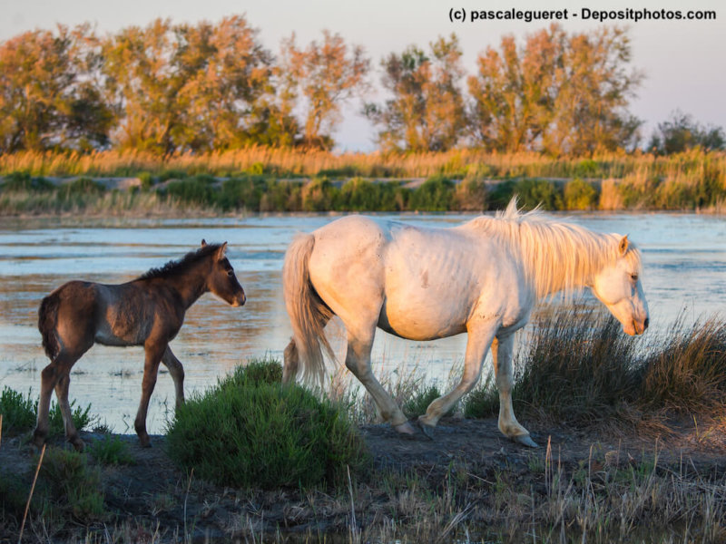 Camargue-Pferde-Mutter-Fohlen_233067130