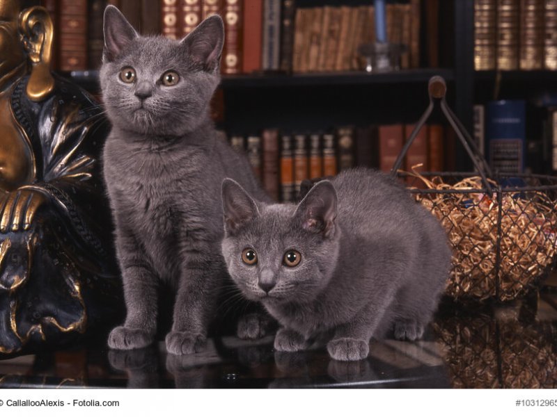 Chartreux Kitten Geschwister