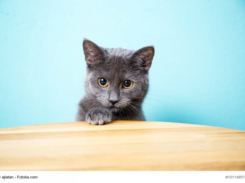 Junges Chartreux Katzenkind am Tisch