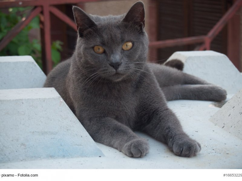 Liegender Chartreux Kater