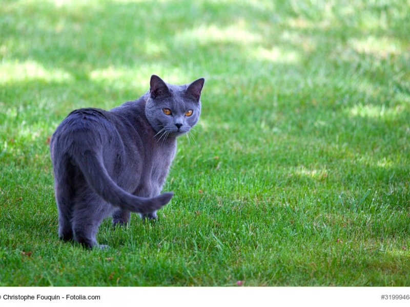 Chartreux stehend auf einer Wiese