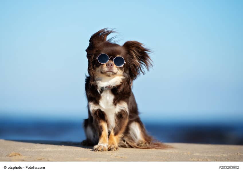 Lustiger Chihuahua mit Sonnenbrille im Wind