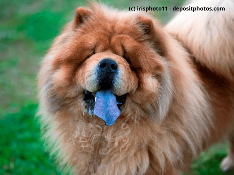 Chow-Chow-Porträt-mit-lila-Zunge