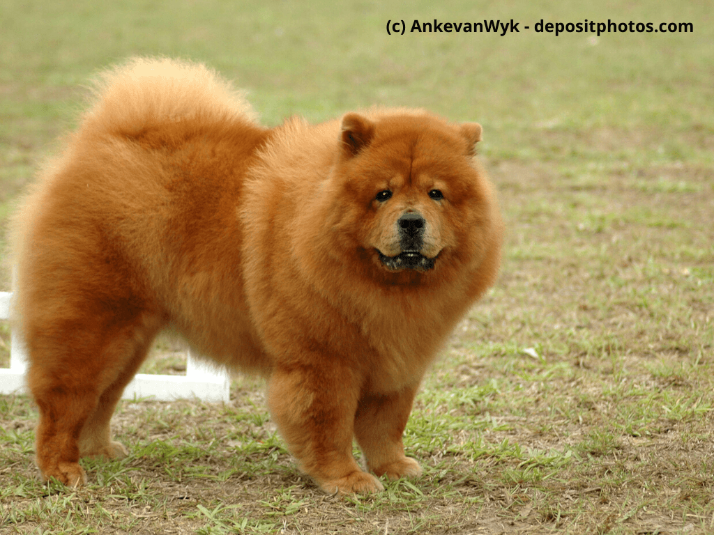 Chow-Chow Steckbrief