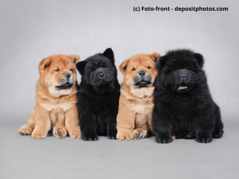 Chow-Chow-Welpen-in-beige-und-schwarz-auf-grauem-Hintergrund
