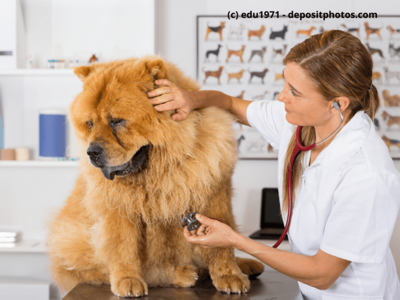 Chow-Chow-beim-Tierarzt