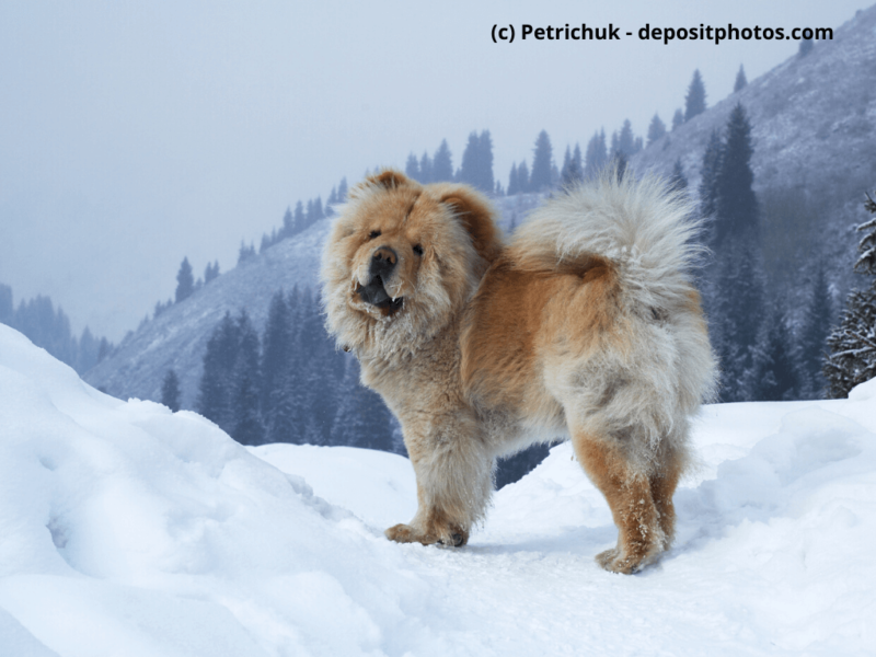 Chow-Chow-im-Schnee-in-den-Bergen