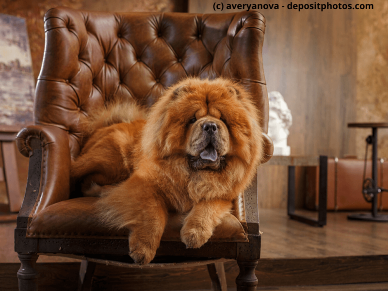 Chow-Chow-liegt-auf-braunen-Sessel-in-Fotostudio