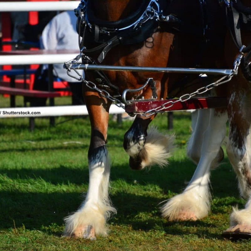 Clydesdale als Arbeitspferde