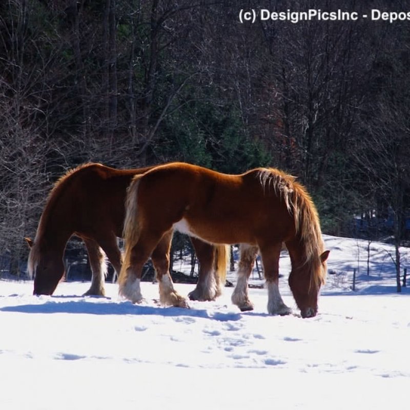 Zwei Clydesdale Pferde im Schnee