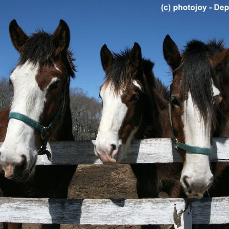 3  Clydesdale an Weidezaun