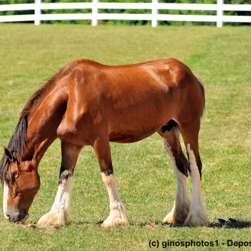 Junges, hellbraunes Clydesdale