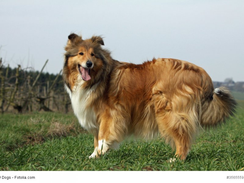 Lassie hat die Collies weltberühmt gemacht