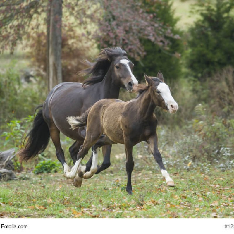Connemara Pony Stute und Fohlen im Wald