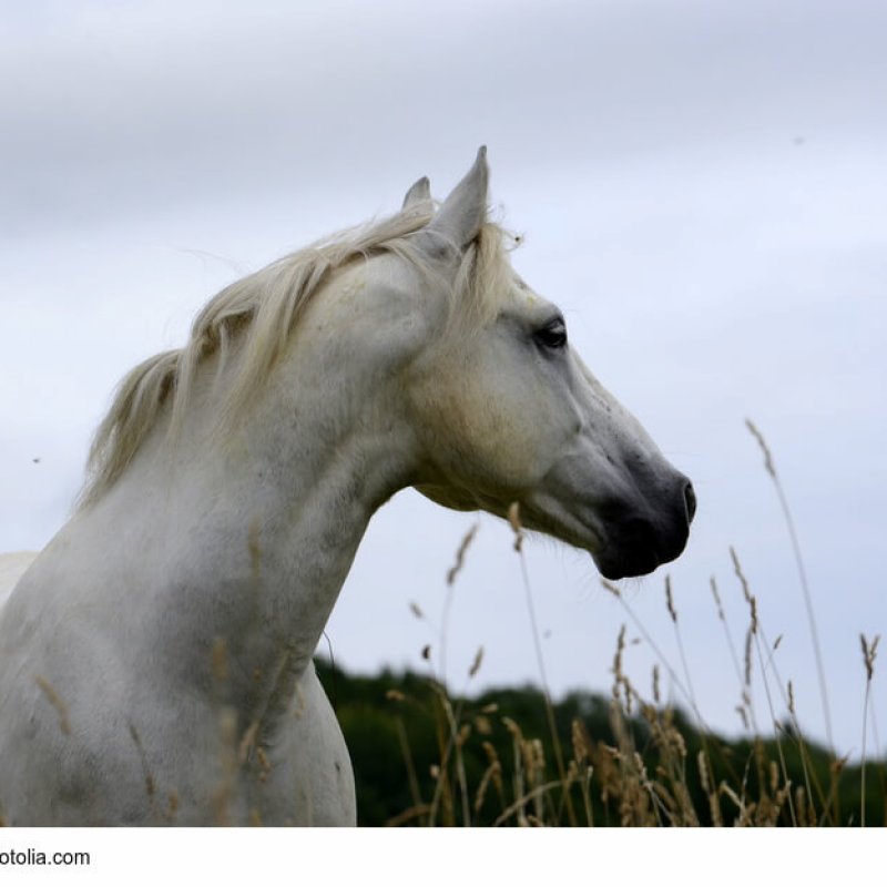 Weißes Connemara-Pony im Portrait