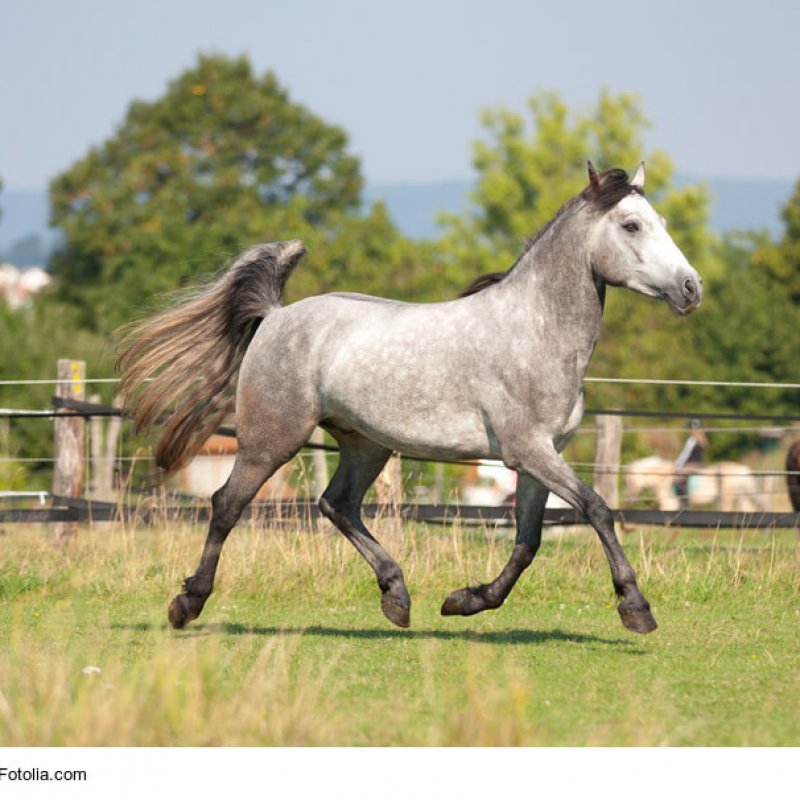 Connemara Pony Schimmel