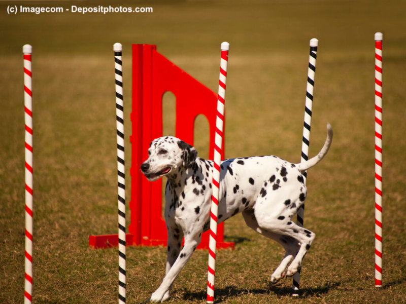 Dalmatiner-Agility-Stangen