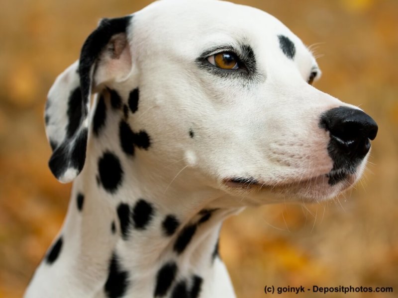 Dalmatian dog