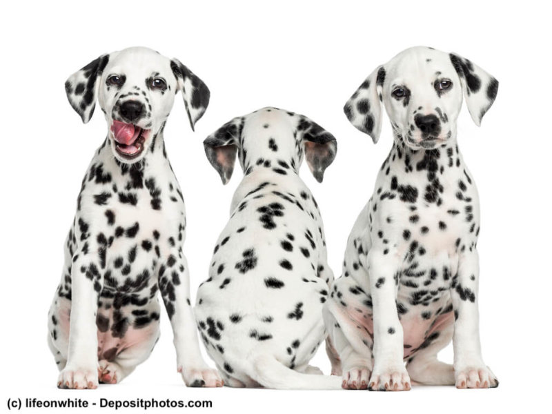 Dalmatian puppies sitting together, isolated on white