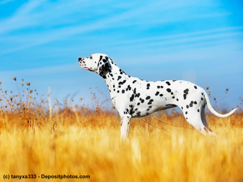 Beautiful Dalmatian dog