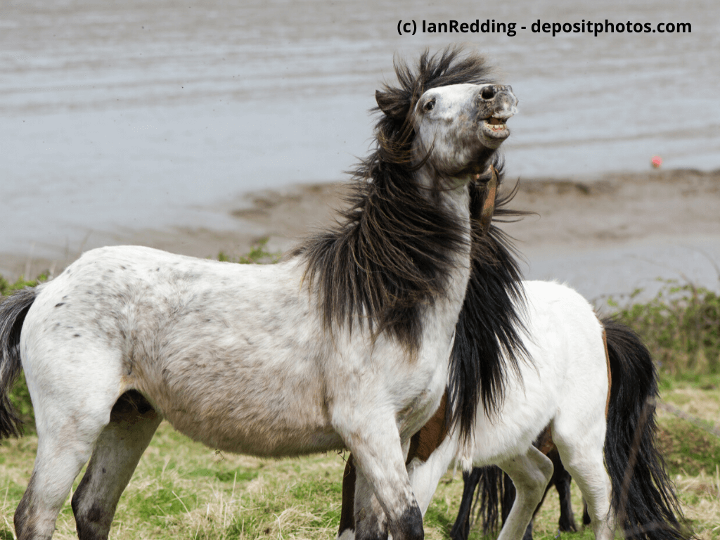 Dartmoor-Pony Steckbrief