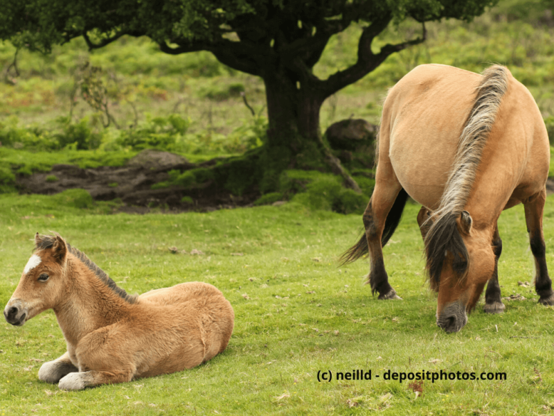 Dartmoor-Pony-Stute-und-Fohlen-im-Dartmoor-Nationalpark