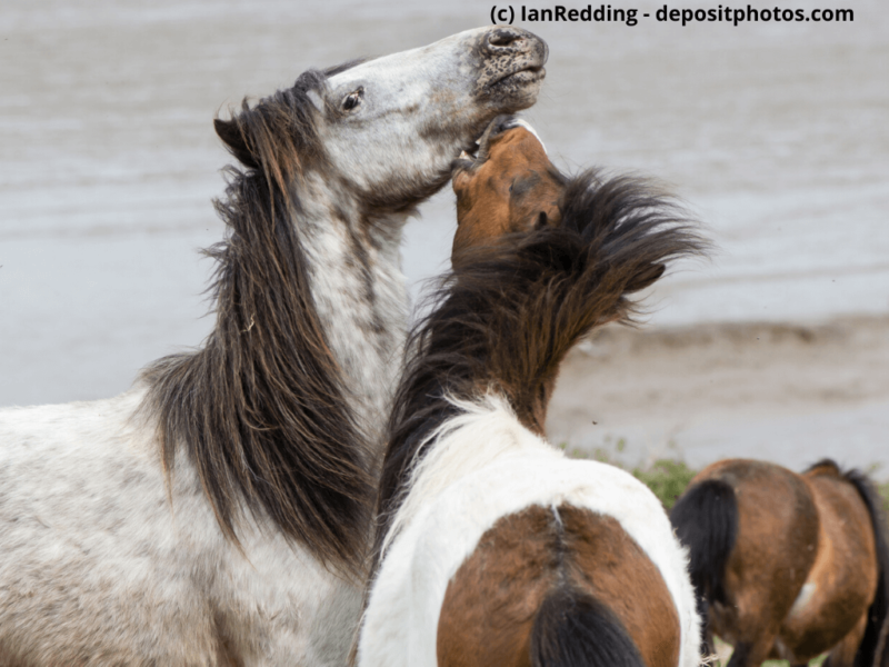 Dartmoor-Pony-auf-küstennaher-Grasland