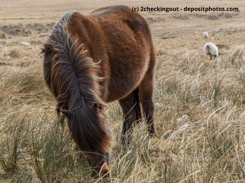 Dartmoor-Pony-mit-gesenktem-Kopf-weidet-auf-dem-trockenen-Gras-des-Dartmoor-Nationalparks