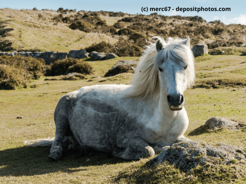 Dartmoor-Pony-ruht-auf-Gras-im-Dartmoor-Nationalpark