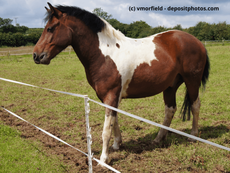 Dartmoor-Pony-steht-auf-einem-Feld