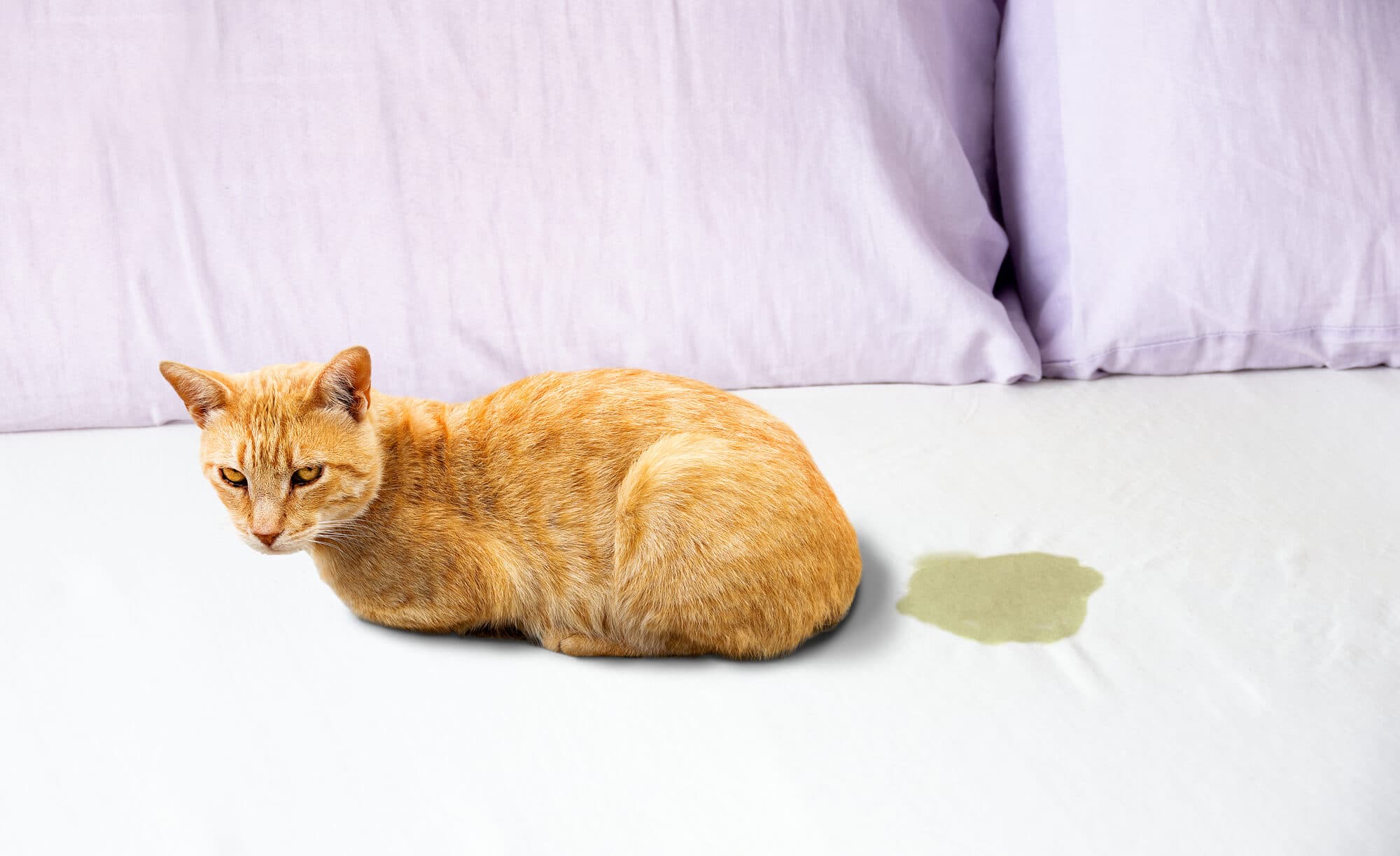 Katze sitzt auf dem Bett neben einem Urinfleck