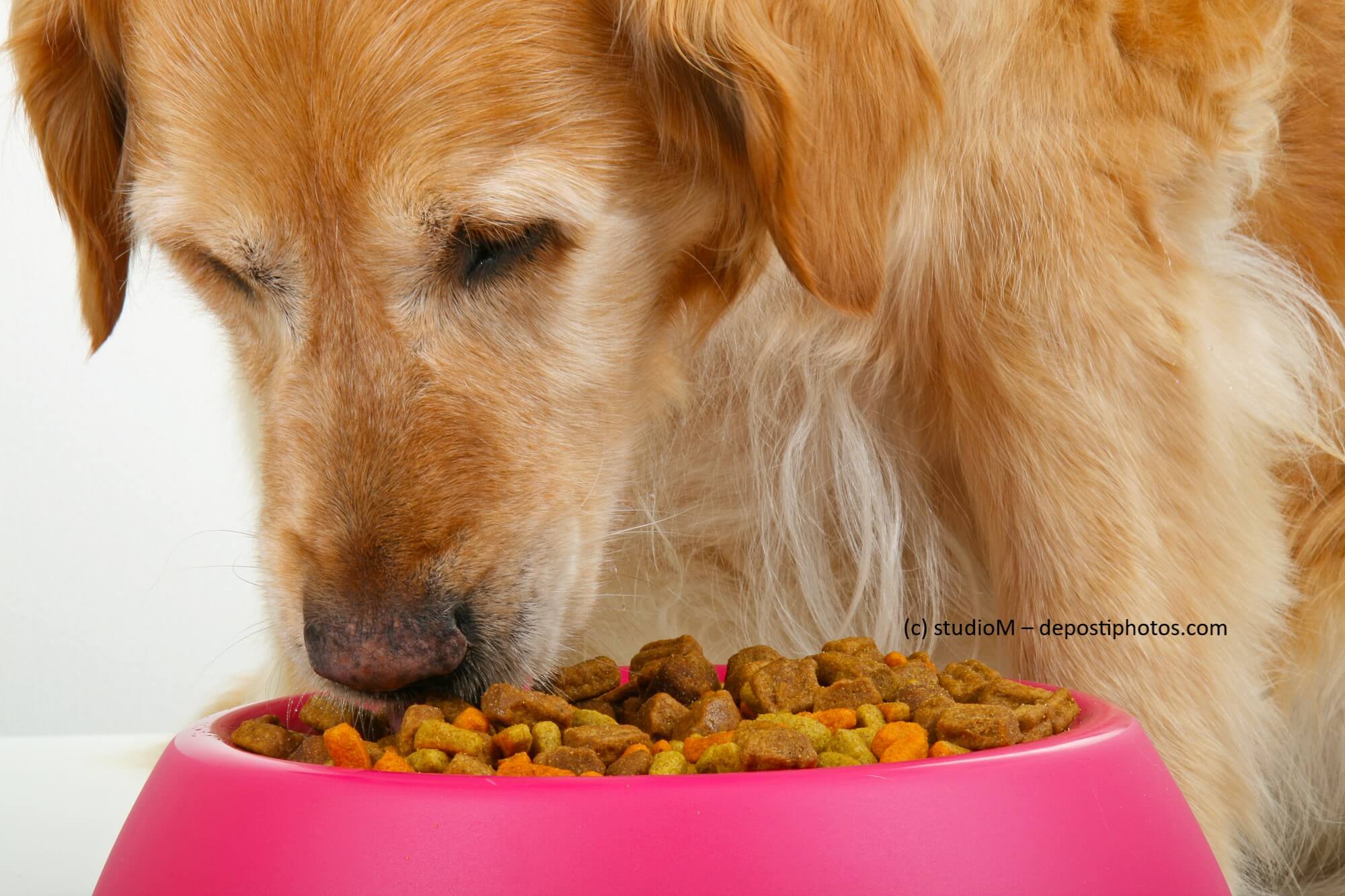 Hund frisst Trockenfutter / Hundefutter aus einem pinkfarbenen Napf.