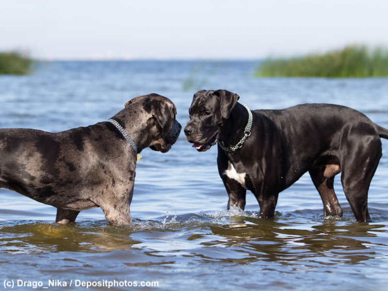 two german mastiff