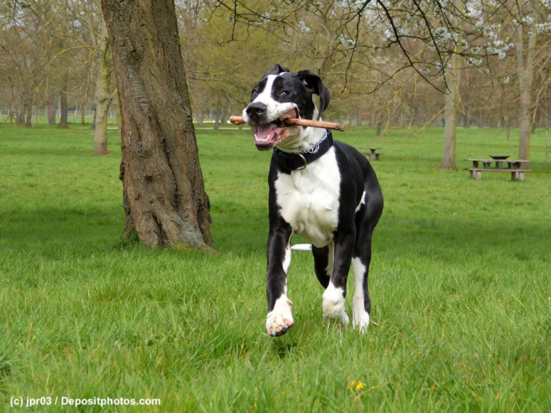 Deutsche-Dogge-Junghund-Stoeckchen-Spiel-Wiese-43994105_l-2015