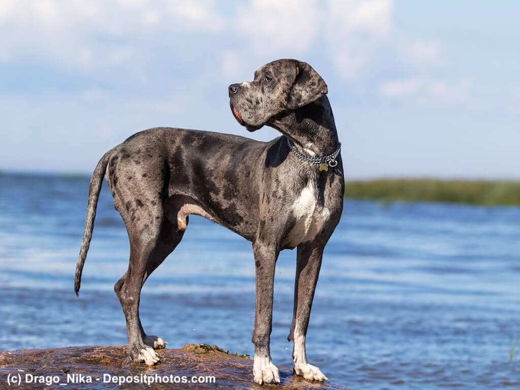 Deutsche Dogge Steckbrief