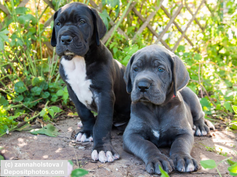 two Gray Great Dane dogs puppies outdoor