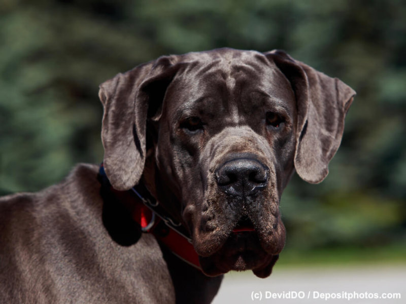 dog breed german mastiff