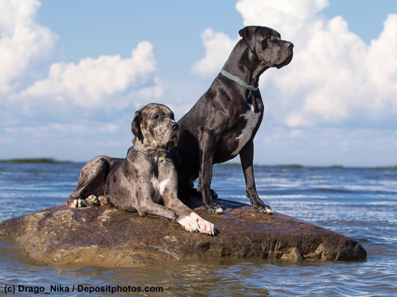 two german mastiff